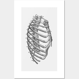Rib Cage Diagram - Vintage Anatomy Posters and Art